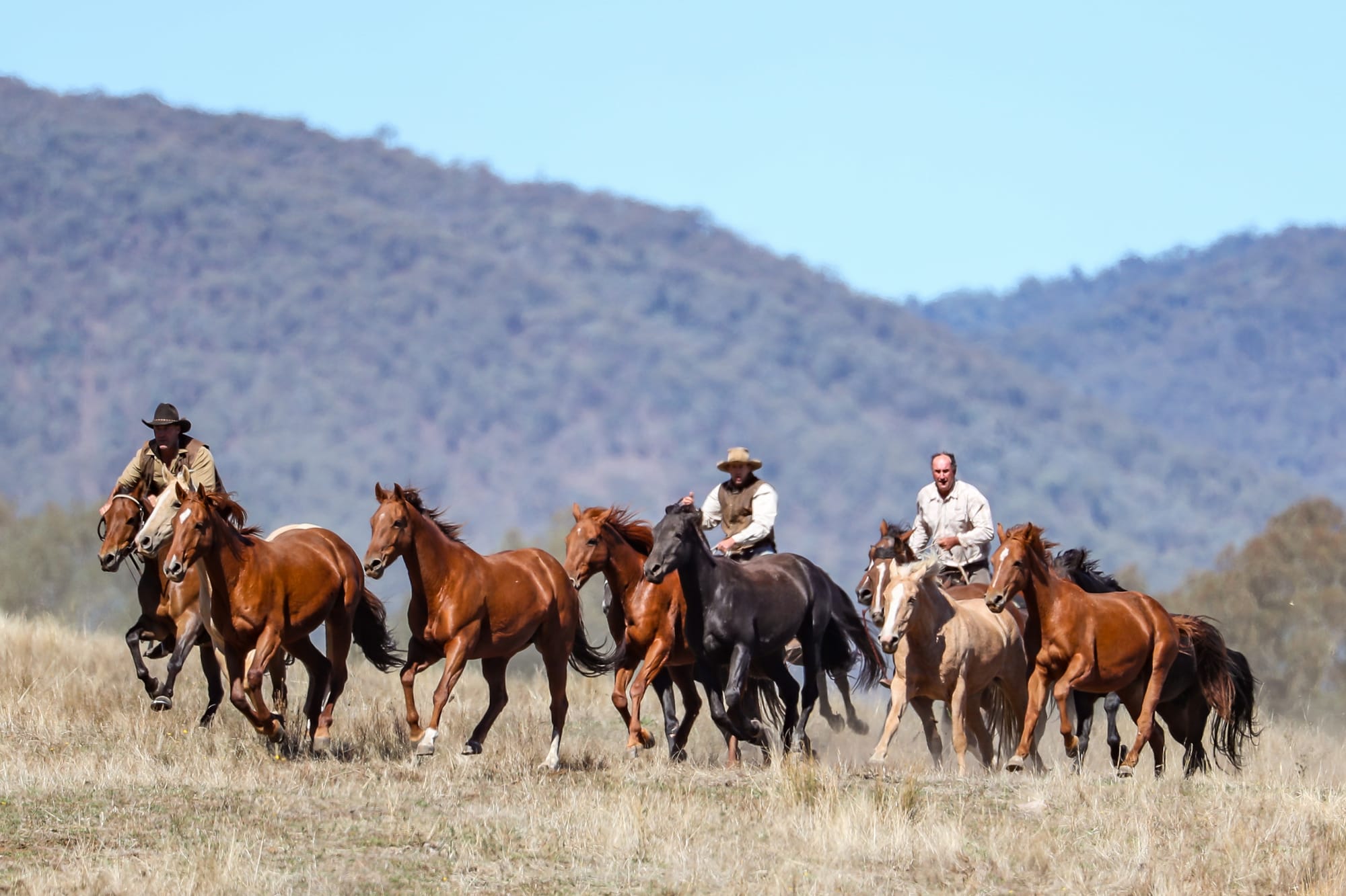 Bush festival gets green light