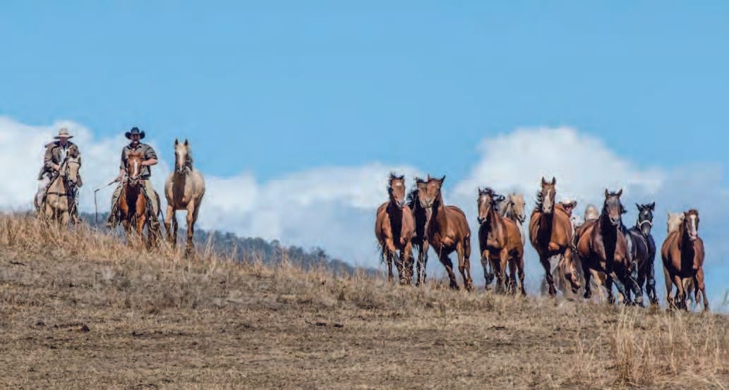 2021 Man From Snowy River Bush Festival Feature