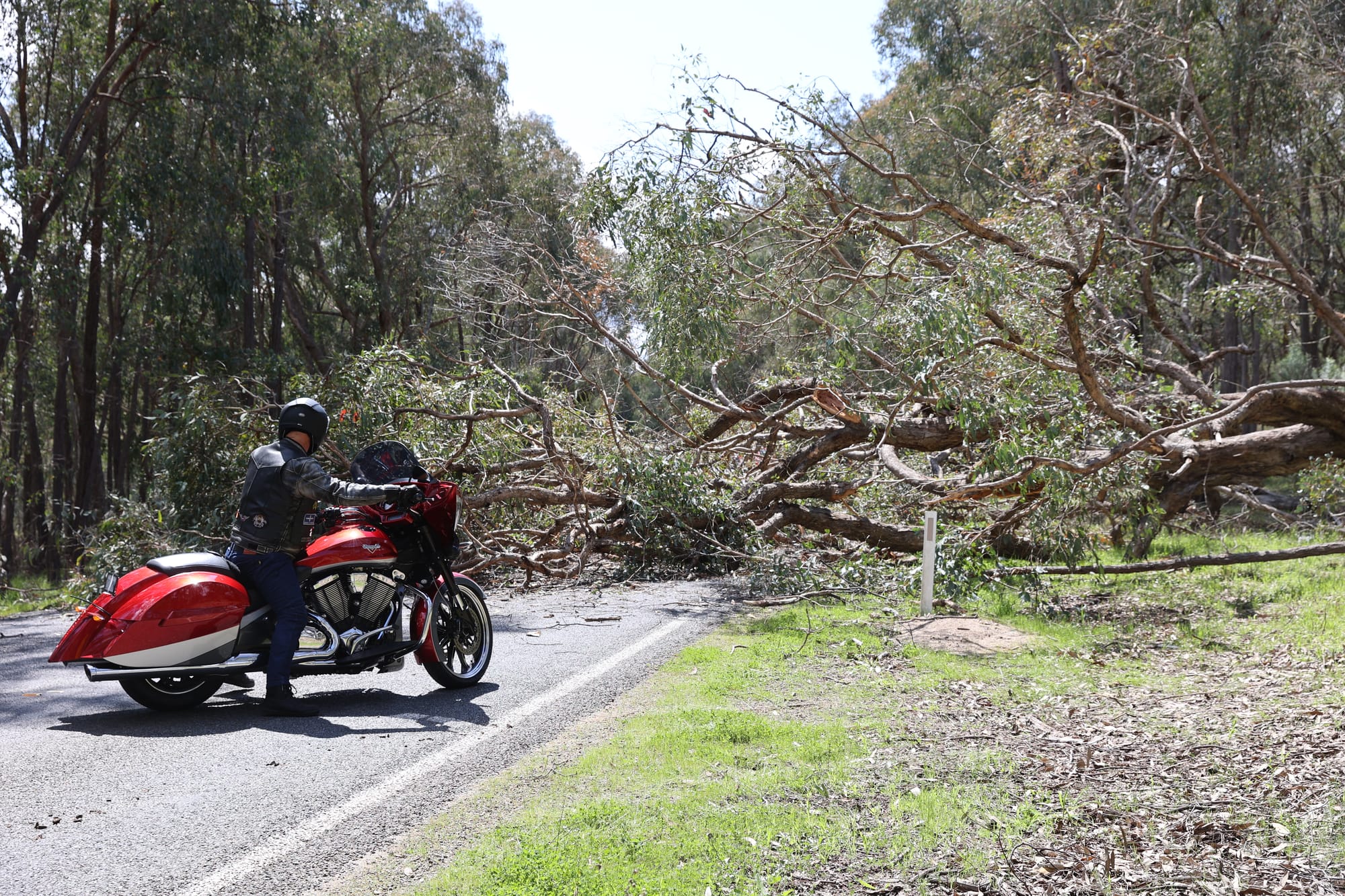 Highway closed by fallen tree