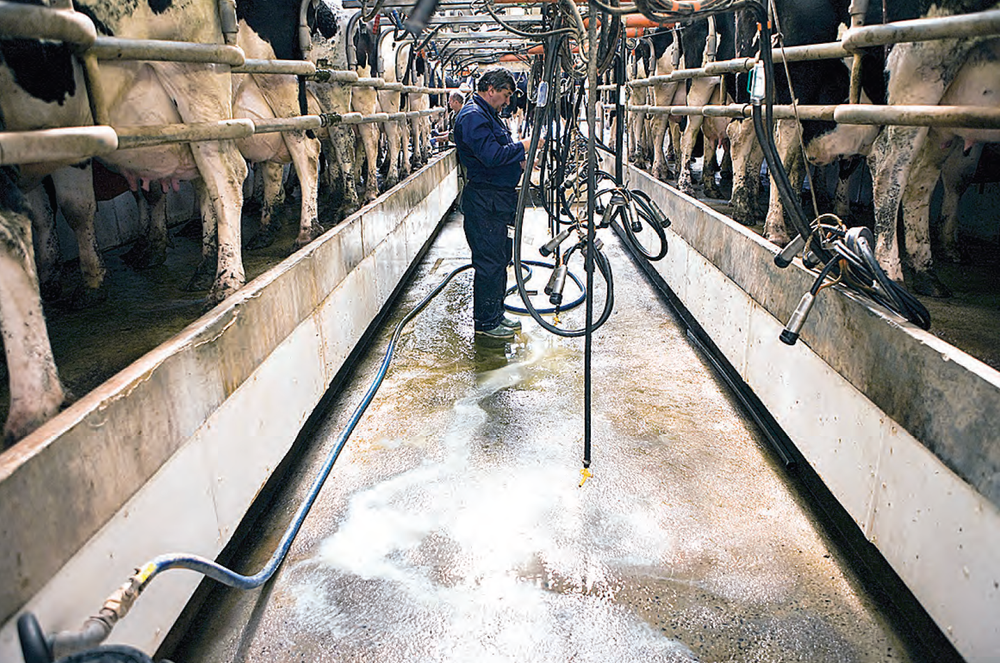 Low prices will send dairy farmers to the wall post image