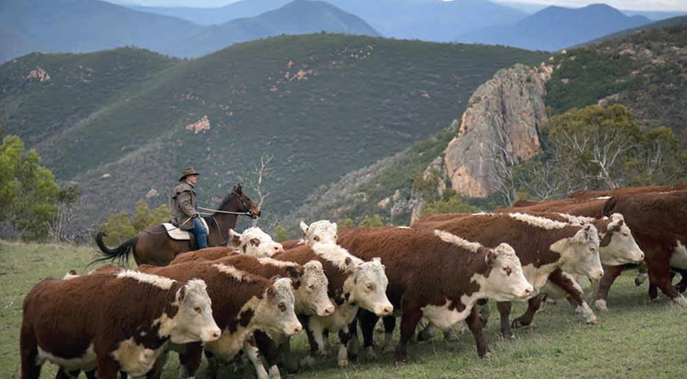 Graziers want high country opened up post image