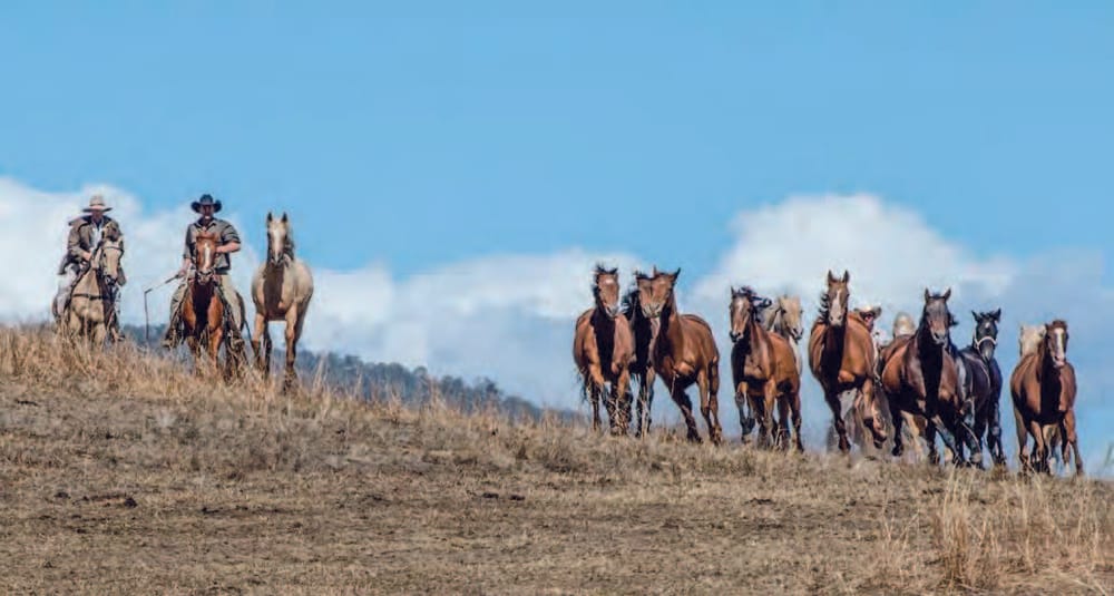 2021 Man From Snowy River Bush Festival Feature post image