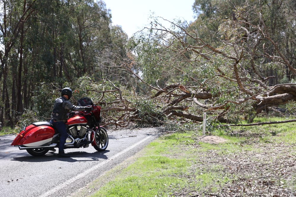 Highway closed by fallen tree post image