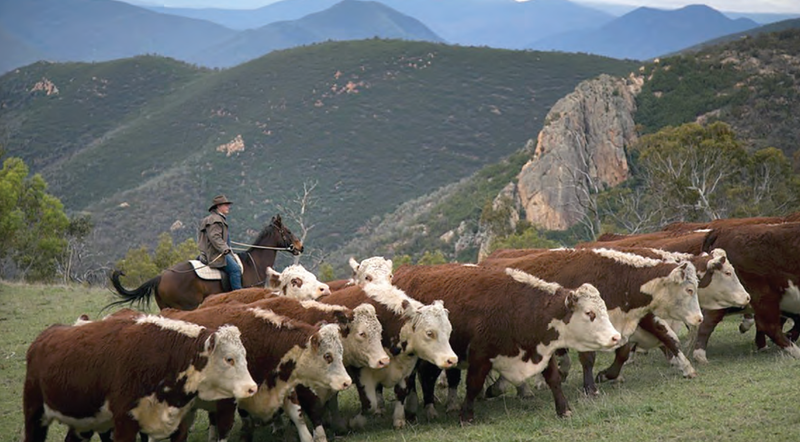 Graziers want high country opened up post image