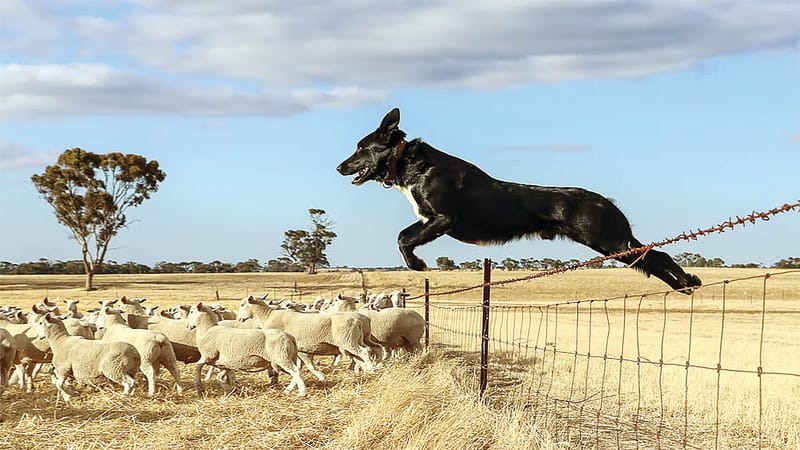 MFSRBF Ag Field Days Feature post image